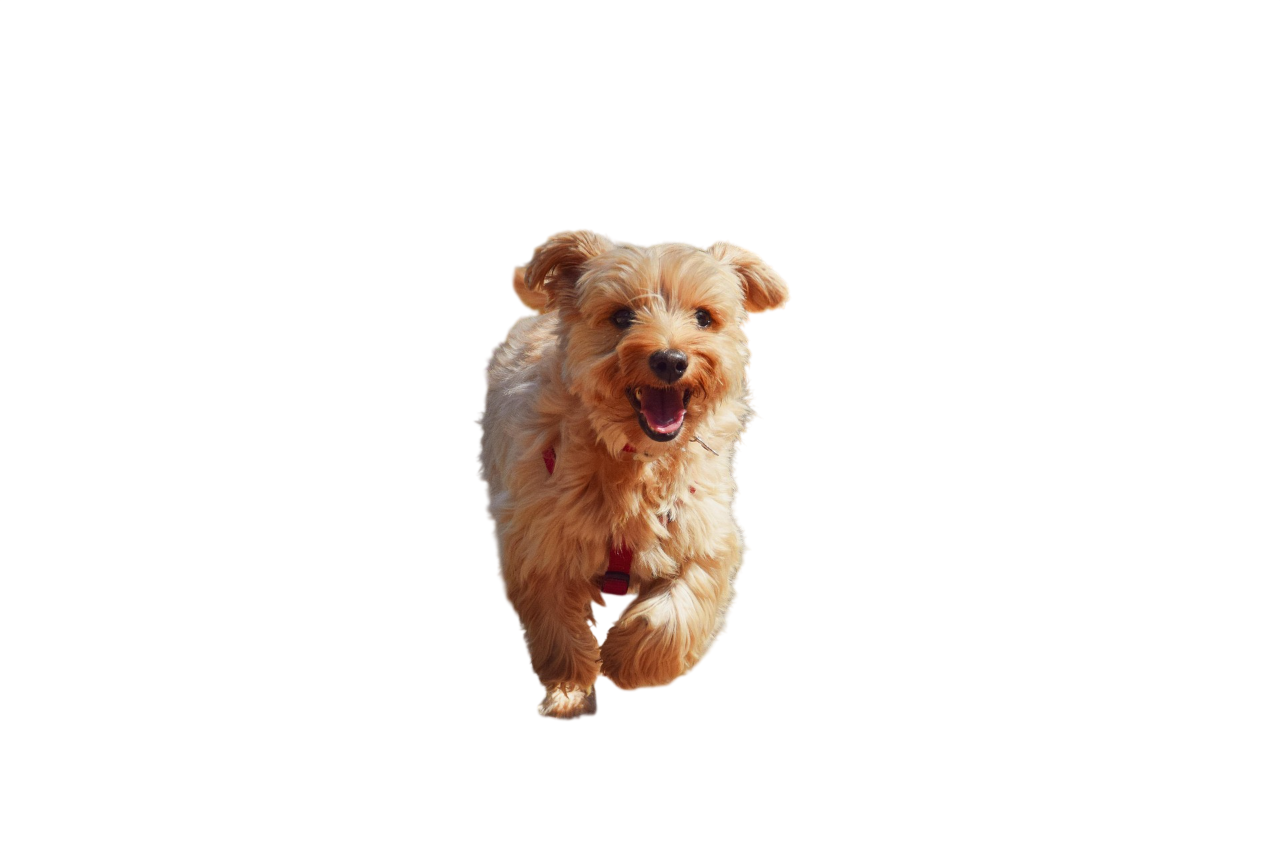 Cute Dog Png Image (2)