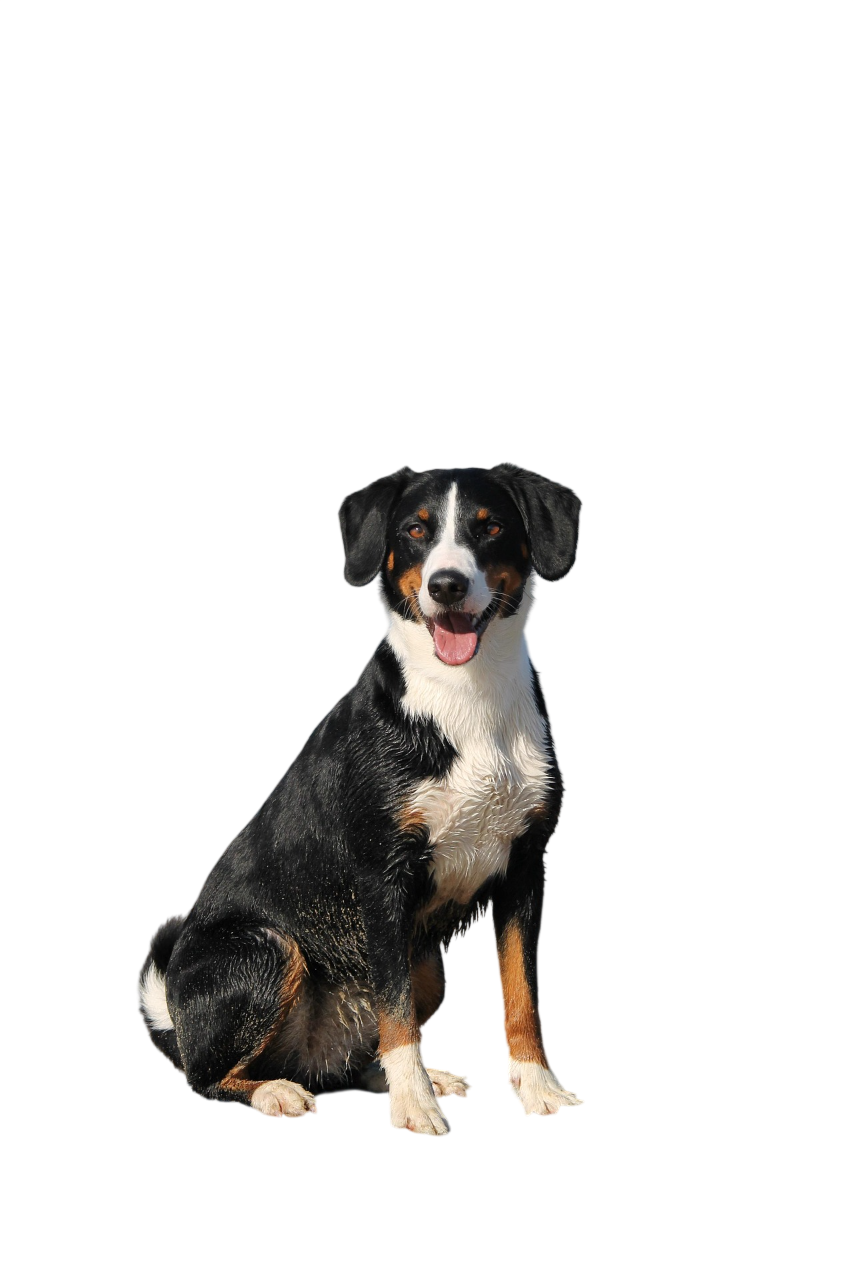 Cute Dog Png Image (1)
