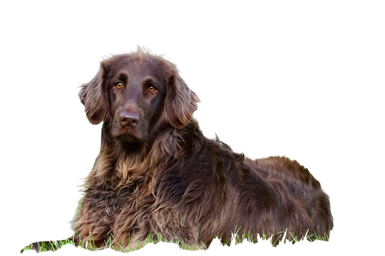 Cute Dog Png Image (3)