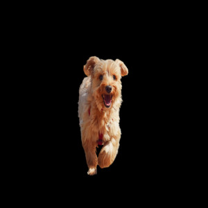 Cute Dog Png Image (2)
