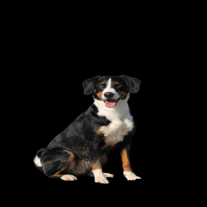 Cute Dog Png Image (1)